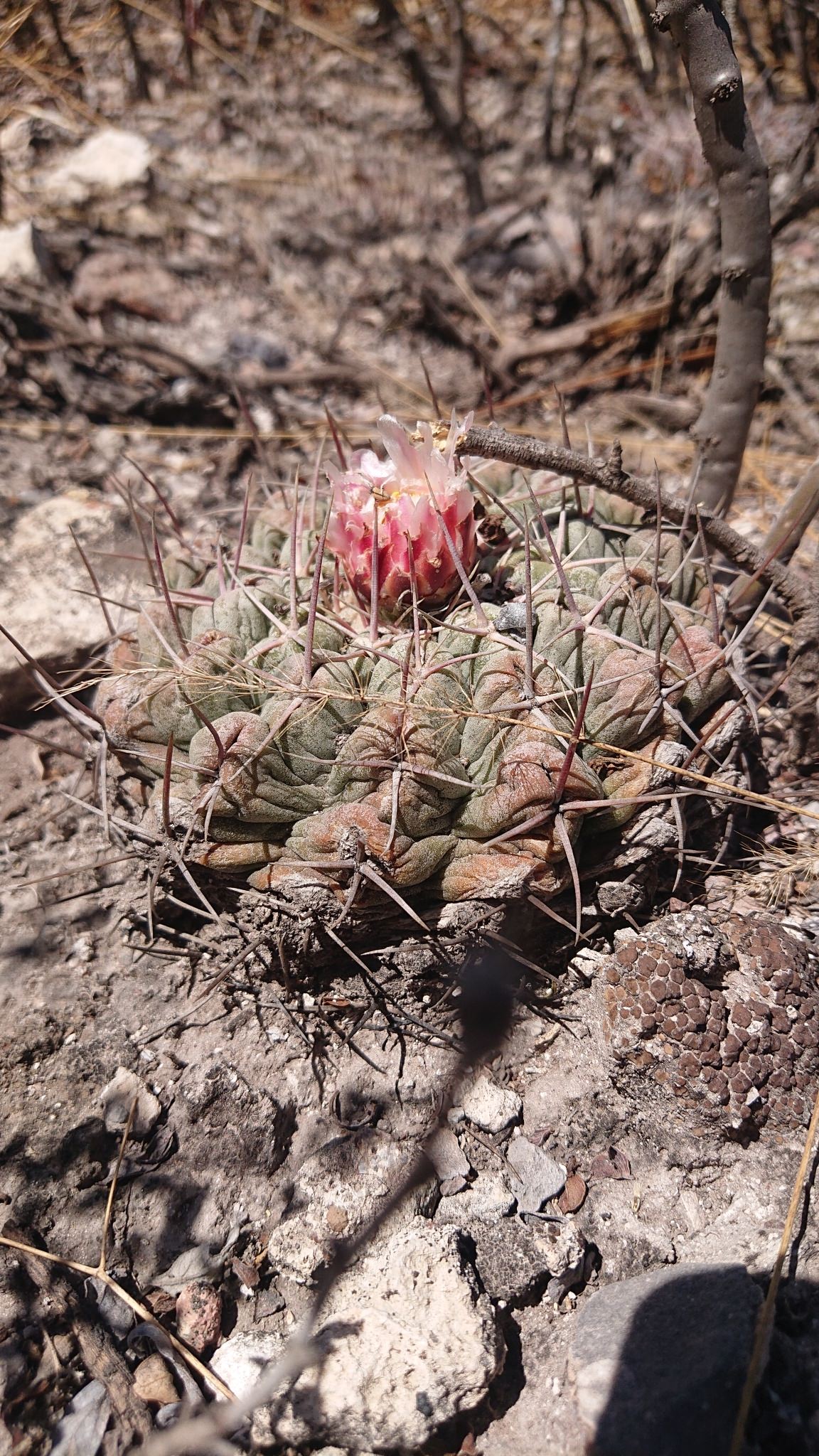 Thelocactus hexaedrophorus 